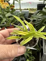 Neofinetia falcata ‘Kinroukaku’