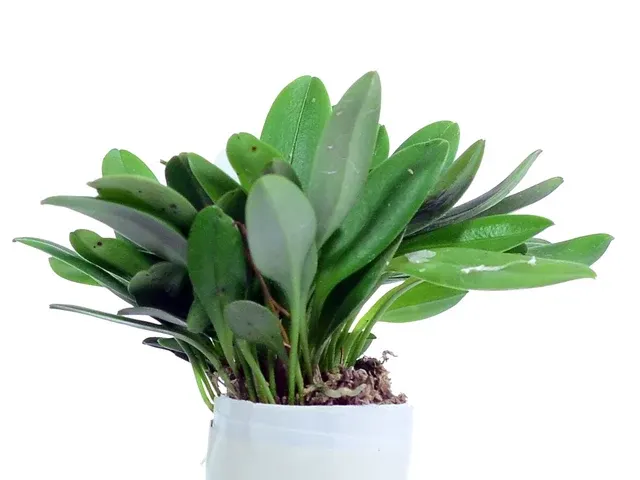 Masdevallia strobelii big (Masdevallia)