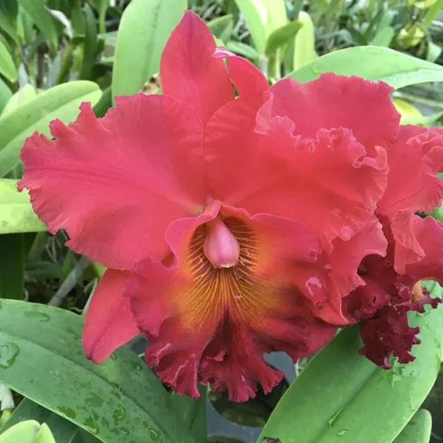 Rhyncholaeliocattleya Taeko Tamaki 'Volcano Red' (Rhyncholaeliocattleya)