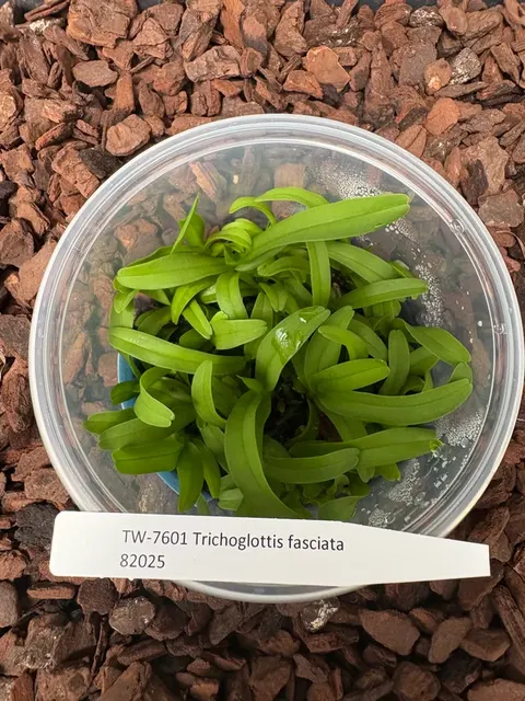 Trichoglottis fasciata (Trichoglottis)