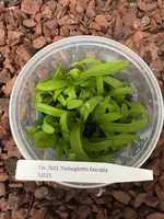 FLASK Trichoglottis fasciata