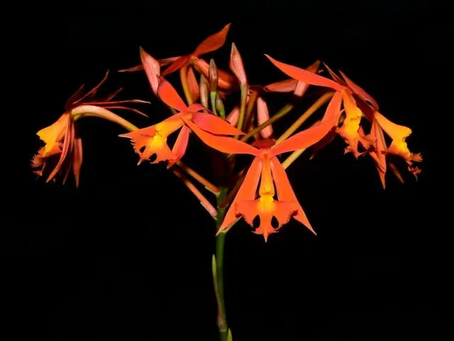 Epidendrum baumannianum (Epidendrum)