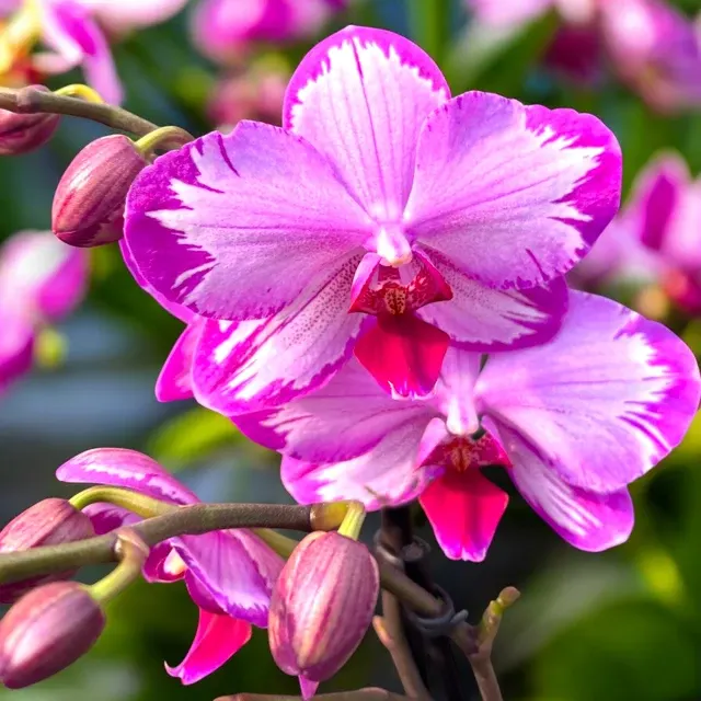 Phalaenopsis Toshi (Phalaenopsis)
