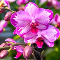 Phalaenopsis Toshi