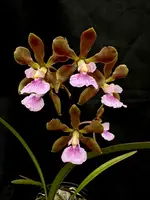 Encyclia Kruger Dusk — Potted