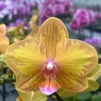 [Bare-root][Import AS-IS] #PA# Phal. Jiuhbao Queen Diamond [2.5" BS][Sept Preorder 26]