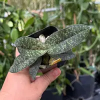 Paphiopedilum Lynleigh Koopowitz — Hybridized in the USA