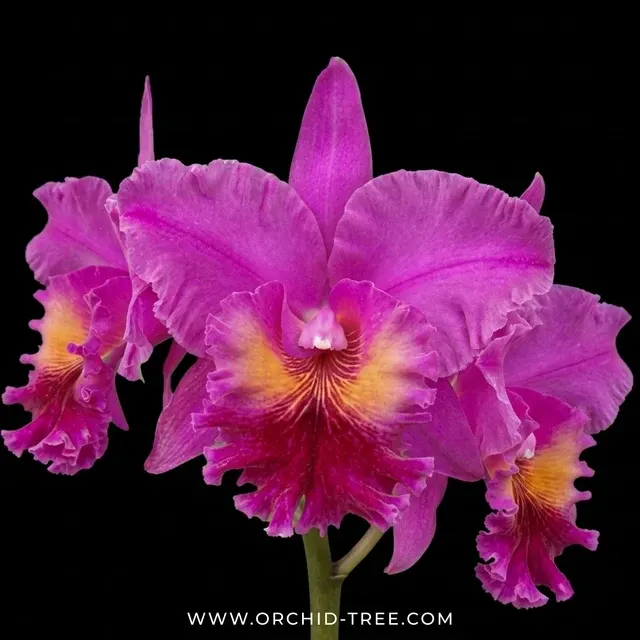 Cattleya Jeremy Island (Cattleya)