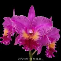 Cattleya Jeremy Island Orchid Plant - BS