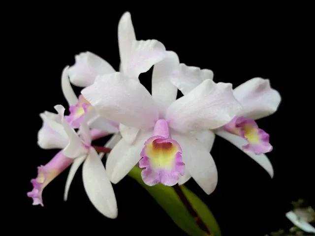 Cattlianthe Sopresita (Cattlianthe)