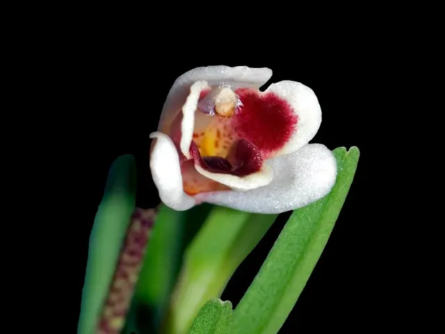 Maxillaria spilotantha (Maxillaria)