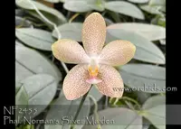 Phal. Norman's Silver Maiden 'Note : Mini plant with silvery leaves . ' (Silvery Angels ' Plantium' x gigantea ' Red ' )