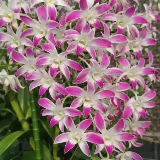 Dendrobium Caesar 4N Medium Size (Dendrobium)