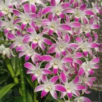 Dendrobium Caesar 4N Medium Size