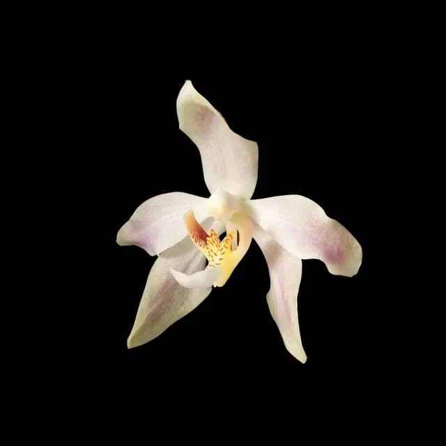 Paraphalaenopsis laycockii (Paraphalaenopsis)