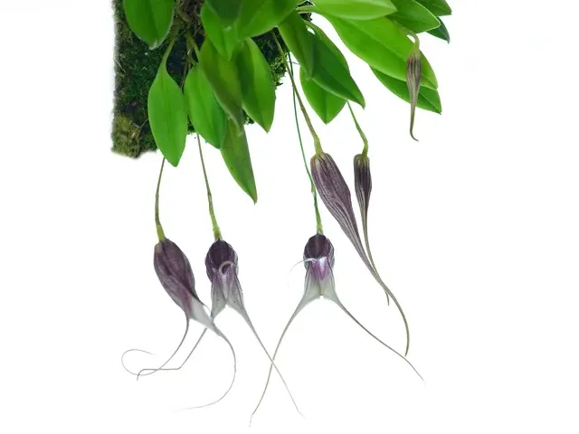 Masdevallia carmenensis