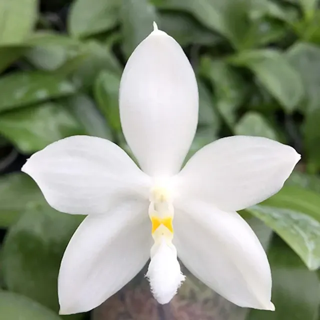 Phalaenopsis tetraspis var alba