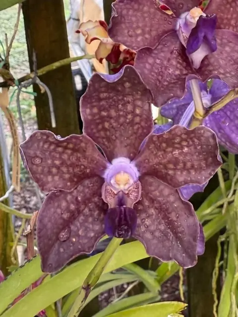 Vanda Motes Purple Lightning (Vanda)