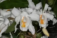 Coelogyne cristata