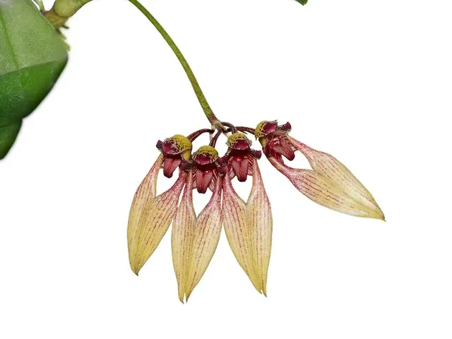 Bulbophyllum blaoense (Bulbophyllum)
