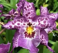 Degarmoara Shibumi 'Purple Rain' (Psychedelic patterned Orchid)