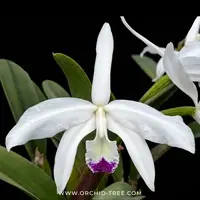 Cattleya (L.) perrinii var. semi-alba × sib Orchid Plant - BS