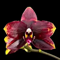 Phalaenopsis Miro Sun Beauty '3521' — Fără flori, frunza cu defecte - ghiveci 2.5 inch