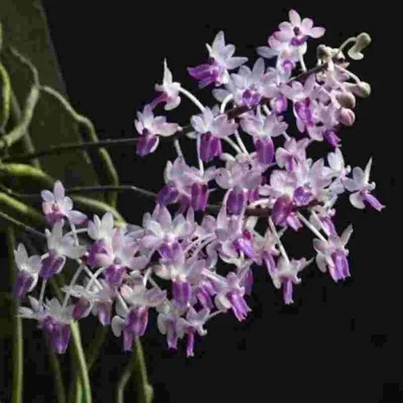 Vanda Teddy Bear