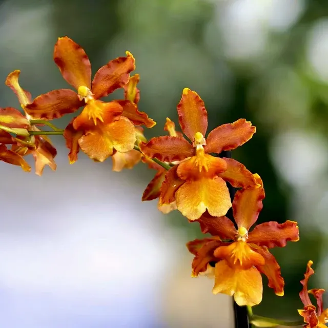 Oncostele Catatante 'Pacific Sunspot'