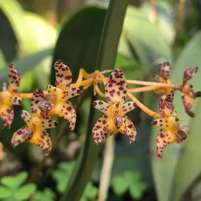 Bulbophyllum violaceolabellum (Bulbophyllum)