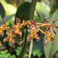 Bulbophyllum violaceolabellum
