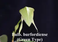 Bulb. burfordiense (Green Type) (BUBF) ( - - Bulbophyllum ) Bulb.=Bulbophyllum