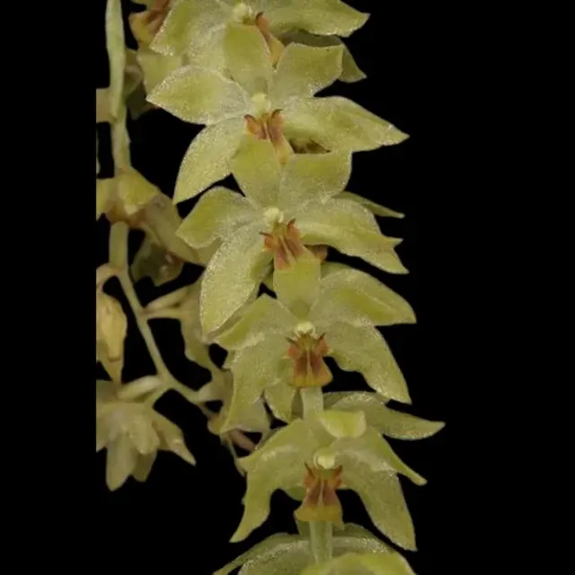 Dendrochilum uncatum (Dendrochilum)