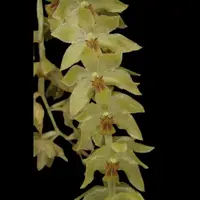 Dendrochilum uncatum