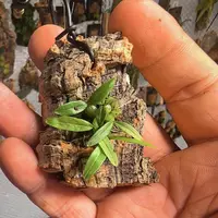 Little Lute-Shaped Bulbophyllum (Bulbophyllum pandurella)