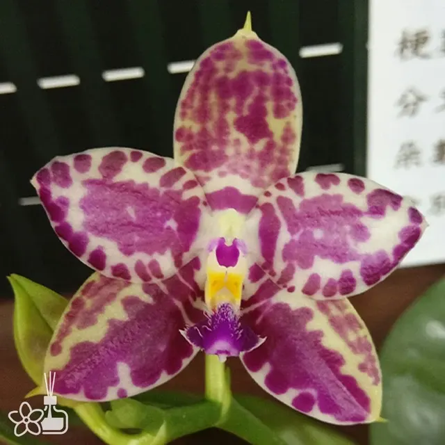 Phalaenopsis Lyndon Mix Zebra '867'