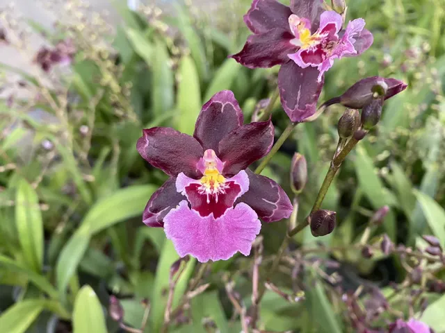 Oncidium Guann Shin Sakurai 'Sakura' (Oncidium)