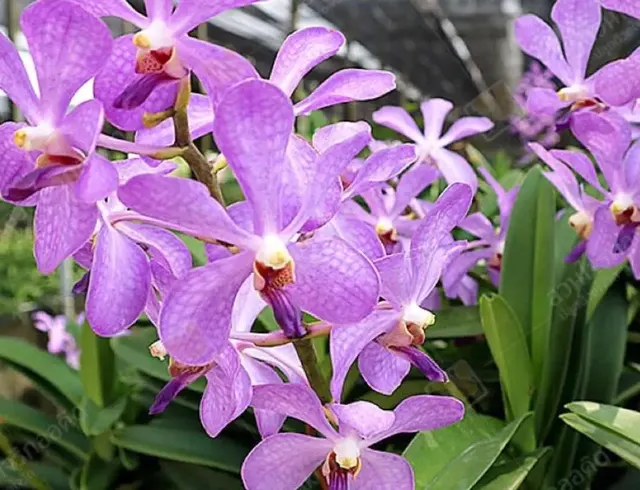Mokara JK Blue Blooming Size (Mokara)