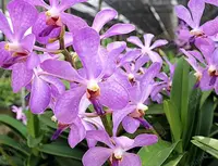 Mokara JK Blue Blooming size