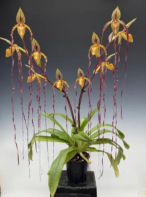 Paphiopedilum Michael Koopowitz 'In Charm'