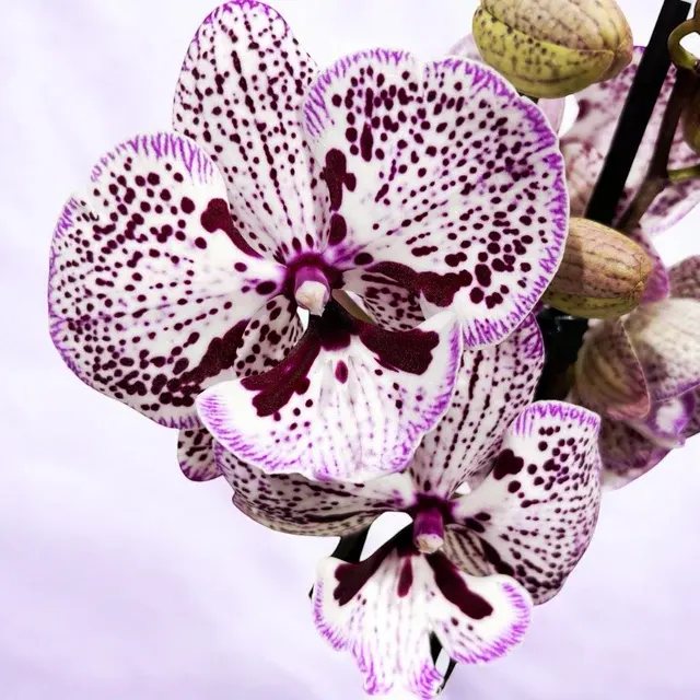 Phalaenopsis ‘Grace’ Big Lip