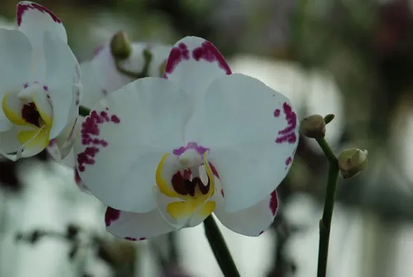 Phalaenopsis ELEGANT WIBI