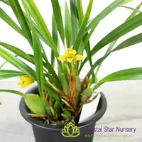 Maxillaria variabilis var. Yellow