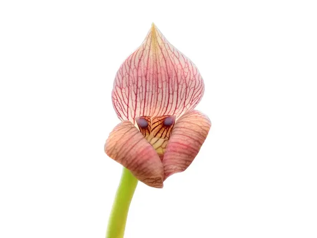 Maxillaria egertoniana (Maxillaria)