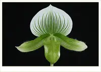 Paph. Norman's Jade ', Note: beautiful variegated leaves ' (Alma Gavaert 'Hager' x Ontario Jade 'Norman' HCC/AOS)