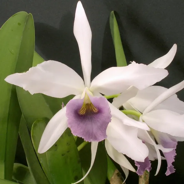 Laeliocattleya C.G. Roebling 'Sentinel' (Laeliocattleya)