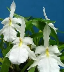Miltonia moreliana (Miltonia)