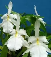 Miltonia moreliana (alba x dark) — NBS / Nonblooming