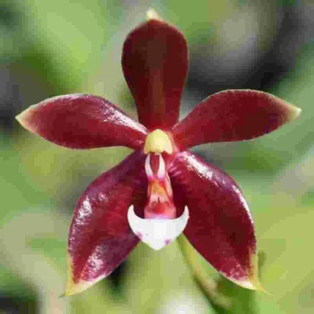 Phalaenopsis Sumatrana X Phal. Cornu Cervi (Phalaenopsis)