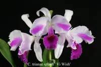 C. trianae splash type x sib ('Vi-Wish' x 'Edgar Knight') (C2254) (Cattleya - - trianae ) SS